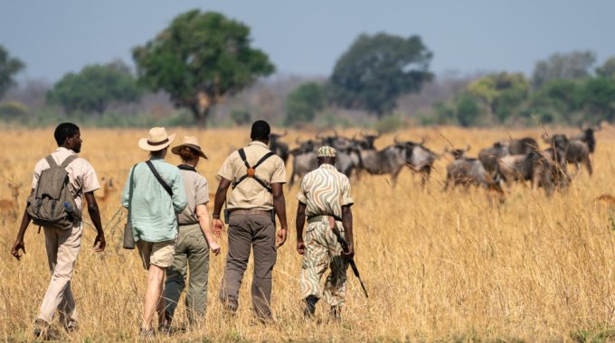 Discover The Best Time For Walking Safaris In Zambia, When To Avoid Them, And How To Plan The Perfect On-foot Adventure Through South Luangwa And Beyond.
