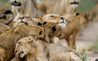 Affordable African Safari