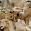 Affordable African Safari
