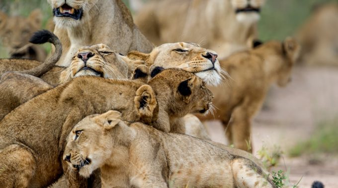 Affordable African Safari