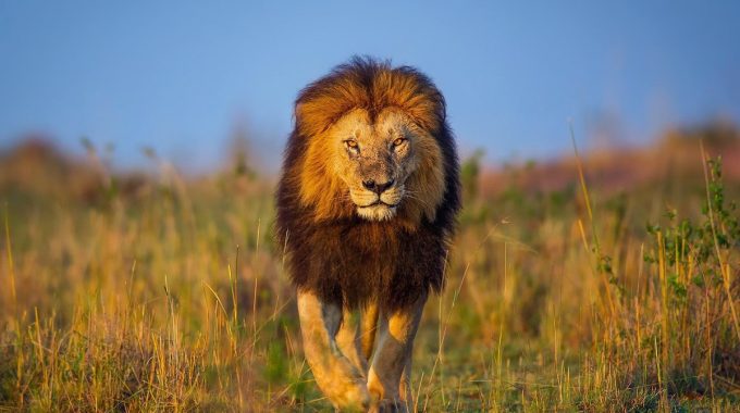 The Big 5 Of Africa: Best Places To See Lions, Leopards, Rhinos, Elephants & Buffalos
