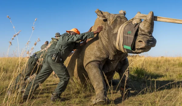 African Parks Has Acquired 2,000 White Rhinos From The World’s Largest Private Herd In South Africa And Plans To Rewild Them Across Protected Parks In Africa. Learn About This Bold Conservation Effort And Its Global Impact.