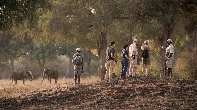 Discover The Best African Walking Safaris—from Zambia’s South Luangwa To Uganda’s Bwindi. Track Wildlife On Foot And Explore The Bush Up Close.
