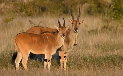 Discover The Key Differences Between The Gemsbok And Eland Antelopes—Africa’s Most Majestic Grazers. Learn Where To Spot Them On Safari And What Makes Each Unique.