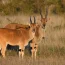 Discover The Key Differences Between The Gemsbok And Eland Antelopes—Africa’s Most Majestic Grazers. Learn Where To Spot Them On Safari And What Makes Each Unique.
