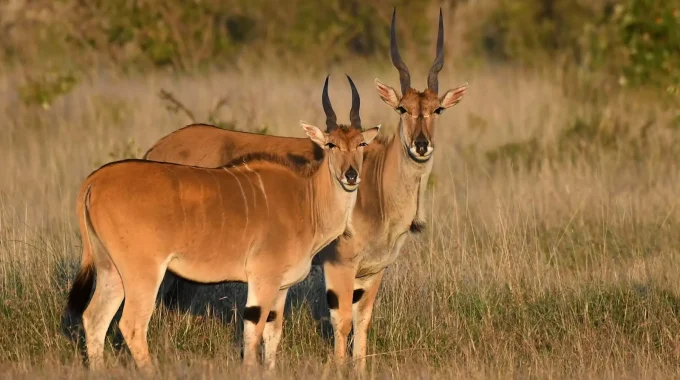 Discover The Key Differences Between The Gemsbok And Eland Antelopes—Africa’s Most Majestic Grazers. Learn Where To Spot Them On Safari And What Makes Each Unique.