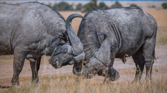 Fun African Wildlife Facts: Big 5, Little 5 & More Safari Surprises
