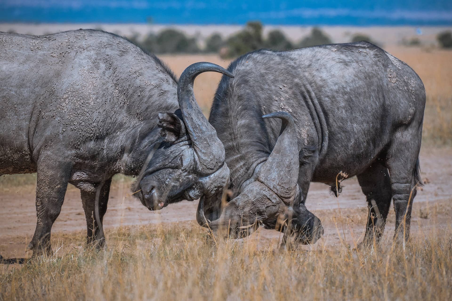 Fun African Wildlife Facts: Big 5, Little 5 & More Safari Surprises