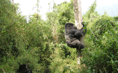 Discover 5 Bucket-list African Adventures—gorilla Trekking, Kilimanjaro, Nile Rafting, And More—that Require Early Booking. Plan Your Epic Trip Now.