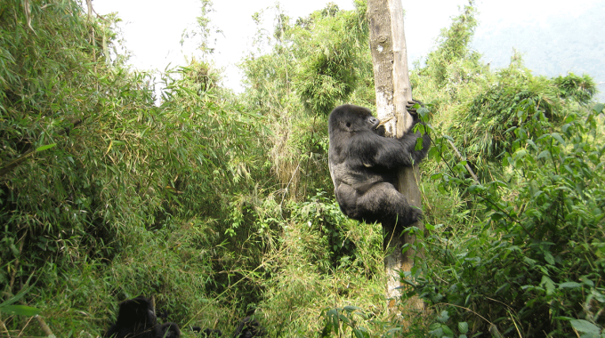 Discover 5 Bucket-list African Adventures—gorilla Trekking, Kilimanjaro, Nile Rafting, And More—that Require Early Booking. Plan Your Epic Trip Now.