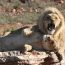 Escape Cape Town For A Luxury Big 5 Safari At Inverdoorn Game Reserve. Ethical Wildlife Encounters, Cheetah Conservation, And Karoo Landscapes Await.