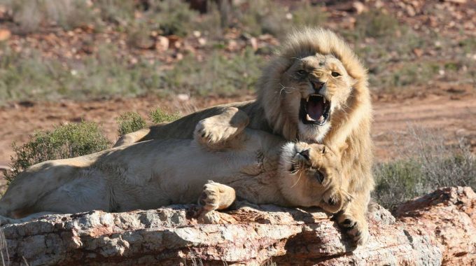 Escape Cape Town For A Luxury Big 5 Safari At Inverdoorn Game Reserve. Ethical Wildlife Encounters, Cheetah Conservation, And Karoo Landscapes Await.