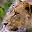 Compare Kruger National Park And Sabi Sands Game Reserve. Discover Which Safari Suits Your Budget, Travel Style, And Wildlife Viewing Goals In South Africa.