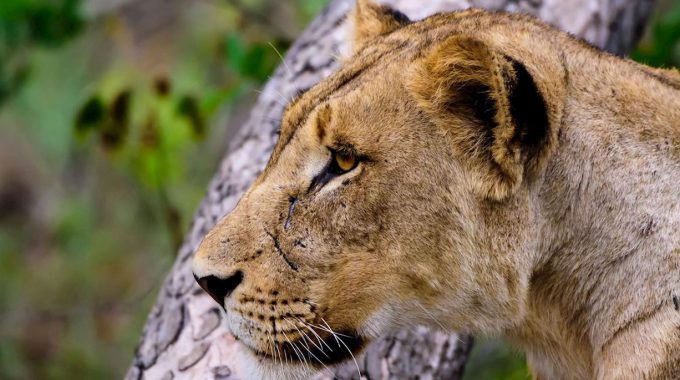 Compare Kruger National Park And Sabi Sands Game Reserve. Discover Which Safari Suits Your Budget, Travel Style, And Wildlife Viewing Goals In South Africa.