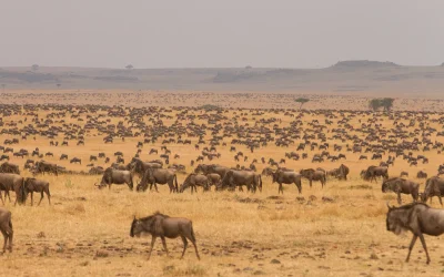 Compare Kruger National Park Vs Serengeti National Parkfor The Ultimate Big 5 Safari In Africa. Explore When To Go, Wildlife Highlights, Costs, Safari Experiences, And Which Park Is Best For Your Budget And Travel Style.