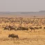 Compare Kruger National Park Vs Serengeti National Parkfor The Ultimate Big 5 Safari In Africa. Explore When To Go, Wildlife Highlights, Costs, Safari Experiences, And Which Park Is Best For Your Budget And Travel Style.