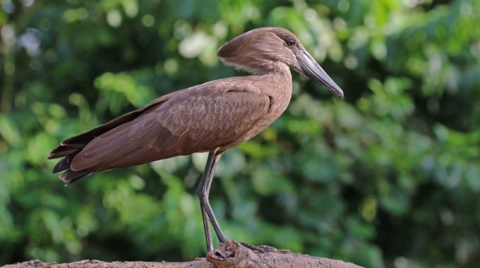 Discover The Myth Of Africa’s Lightning Bird (Impundulu)—a Shapeshifting Spirit Linked To Storms, Witchcraft, And Vampire Folklore In Zulu And Xhosa Culture.