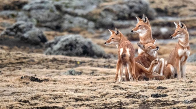 Discover Seven Of The Most Remote Places In Africa—from Bwindi And Ennedi To Bale Mountains And Kaokoland—for Wildlife, Culture, And Off-the-grid Adventure.