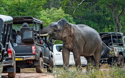 Avoid Common Tourist Mistakes And Unethical Wildlife Activities In Africa. Discover 8 Safari Experiences To Skip—and Ethical Alternatives That Support Conservation.