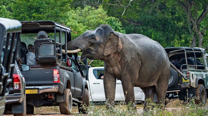 Avoid Common Tourist Mistakes And Unethical Wildlife Activities In Africa. Discover 8 Safari Experiences To Skip—and Ethical Alternatives That Support Conservation.
