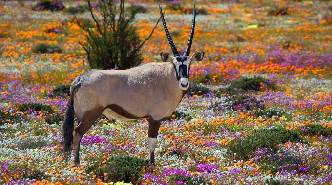 Discover South Africa’s Most Spectacular Wild Flower Regions—from Namaqualand And Nieuwoudtville To The Cederberg And Karoo. Includes When To Visit, Travel Tips, And Bloom Routes.
