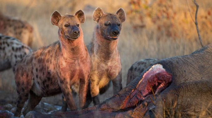 Move Over, Big Five. Discover Africa’s Ugly 5, Shy 5, And Small 5—unique And Fascinating Creatures That Add Depth To Any African Safari. Learn Where To Spot Them, What Makes Them Special, And Why They Matter To Conservation.