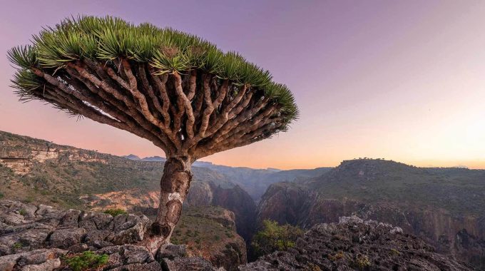 From Namibia’s Welwitschia To The Dragon’s Blood Tree Of Socotra, Explore 10 Of Africa’s Strangest Plants And Where To Find These Weird Botanical Wonders.