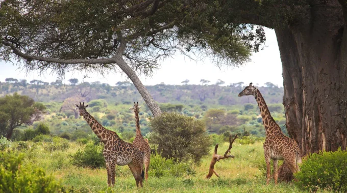 The Best Places To See Giraffes In Africa: Where To Encounter Nature’s Tallest Treasures