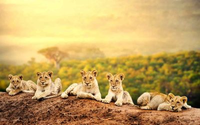 Discover The Top 50 Wild Animals To See On An African Safari, Including Where And How To Spot Each Species—from Lions And Elephants To Rare Birds And Reptiles.