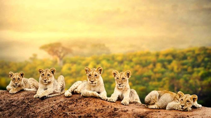 Discover The Top 50 Wild Animals To See On An African Safari, Including Where And How To Spot Each Species—from Lions And Elephants To Rare Birds And Reptiles.