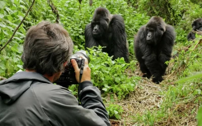 Gorilla Trekking Uganda From UK – Costs, Flights & 2026 Guide