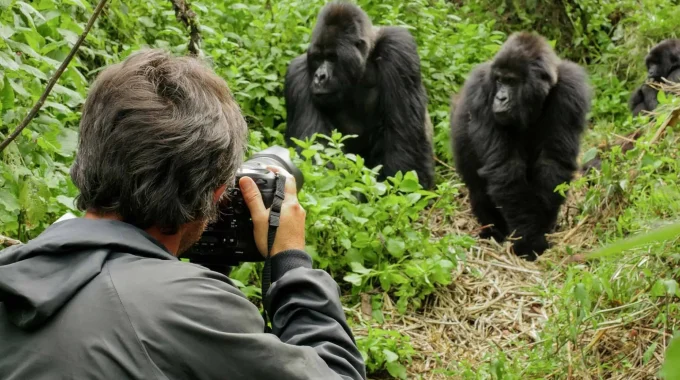 Gorilla Trekking Uganda From UK – Costs, Flights & 2026 Guide