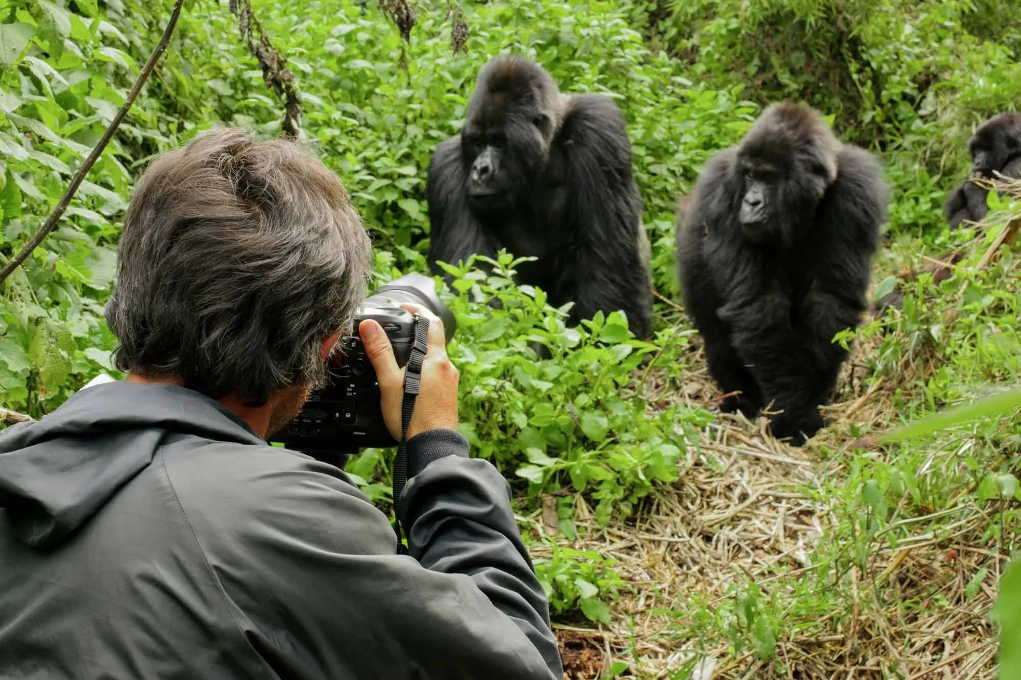 Gorilla Trekking Uganda from UK – Costs, Flights & 2026 Guide