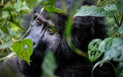 Gorilla Trekking Uganda Cost