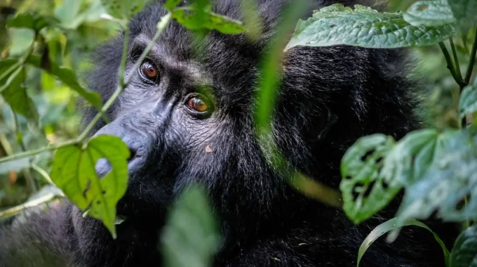 Gorilla Trekking Uganda Cost