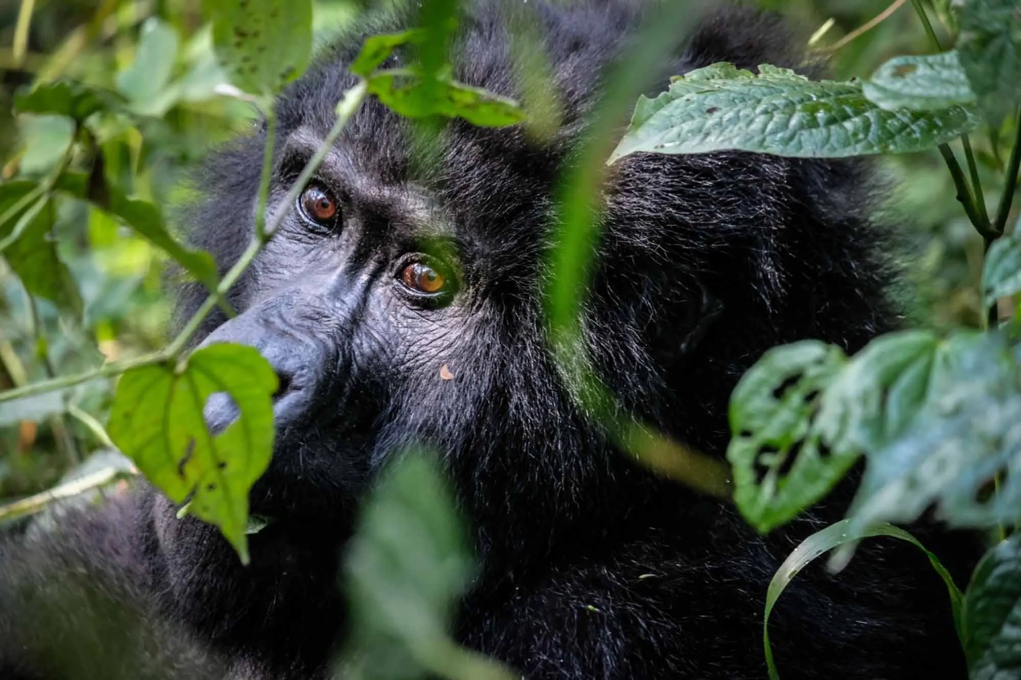 Gorilla trekking Uganda cost
