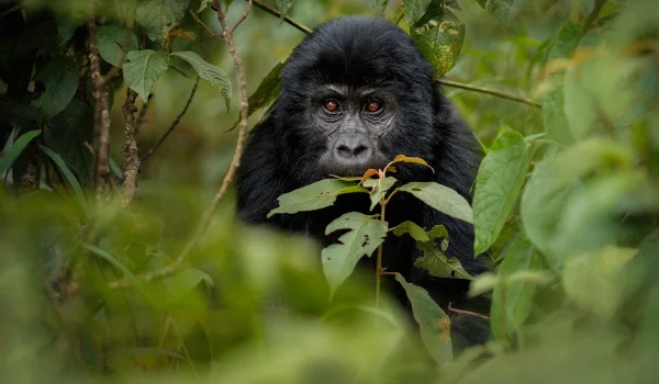 Ultimate Guide To Gorilla Trekking In Uganda 2026