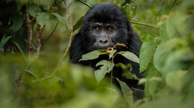 Ultimate Guide To Gorilla Trekking In Uganda 2026
