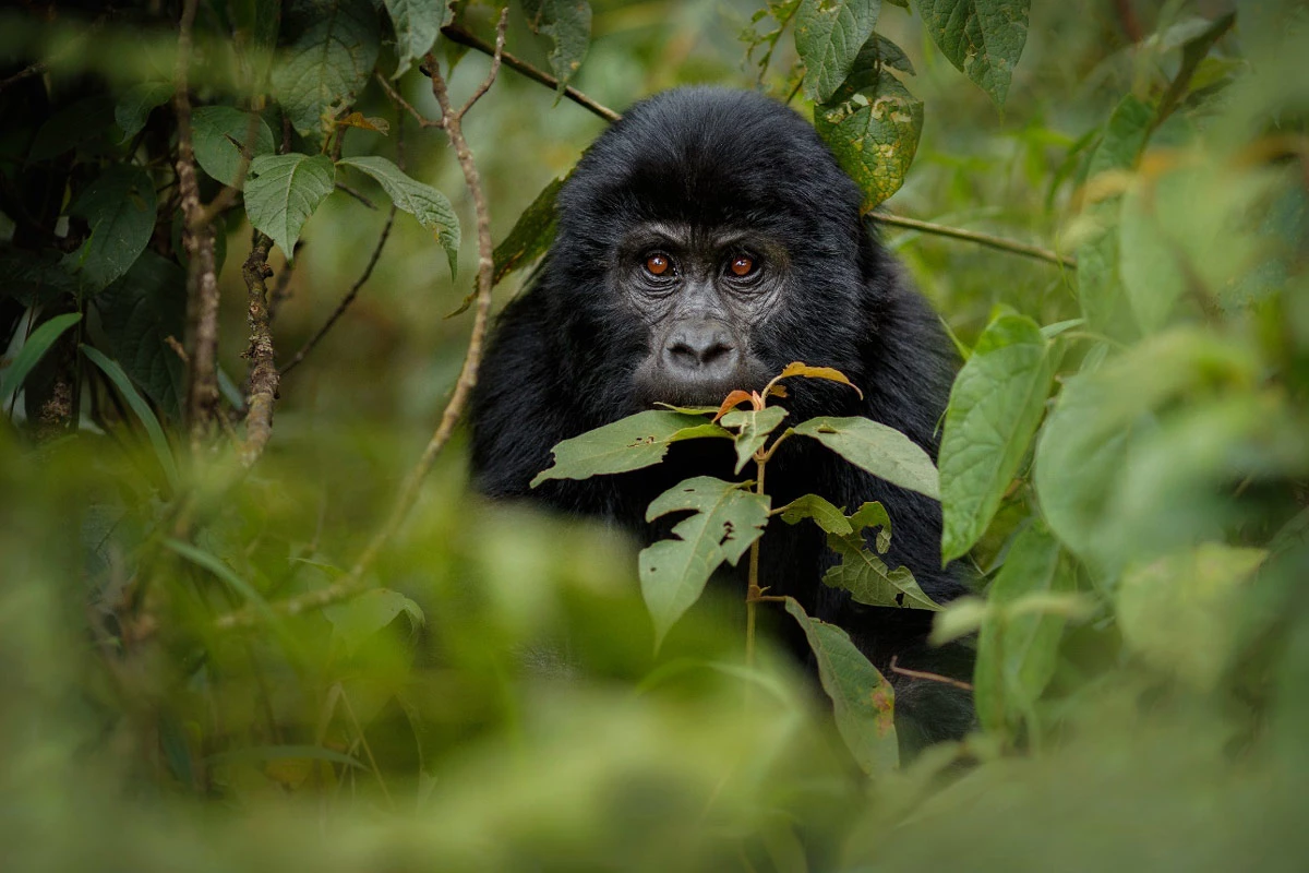 Ultimate Guide to Gorilla Trekking in Uganda 2026
