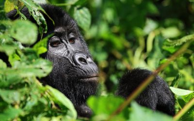 Gorilla Trekking In Uganda Bwindi Forest 2026 Safari Experience From US