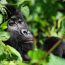 Gorilla Trekking In Uganda Bwindi Forest 2026 Safari Experience From US
