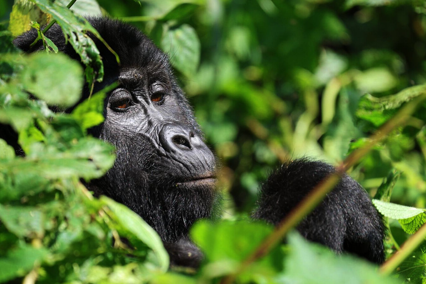 Gorilla trekking in Uganda Bwindi forest 2026 safari experience from US