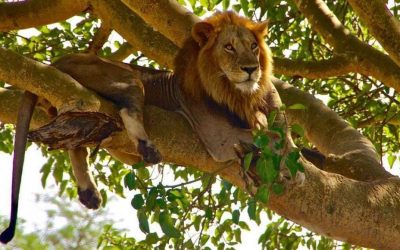 Tree-Climbing Lions In Ishasha Sector