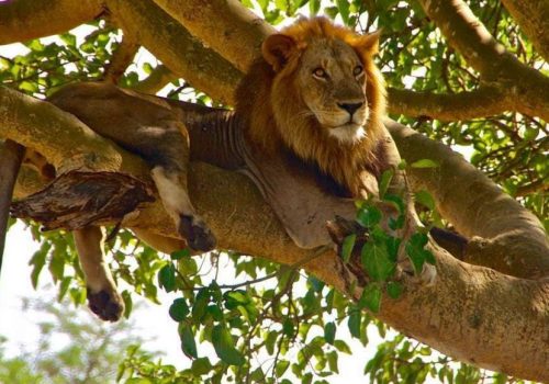 Tree-Climbing Lions In Ishasha Sector