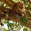 Tree-Climbing Lions In Ishasha Sector