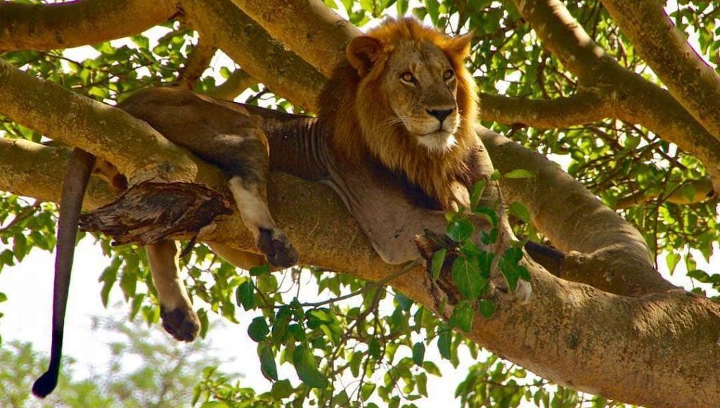 Tree-Climbing Lions in Ishasha Sector