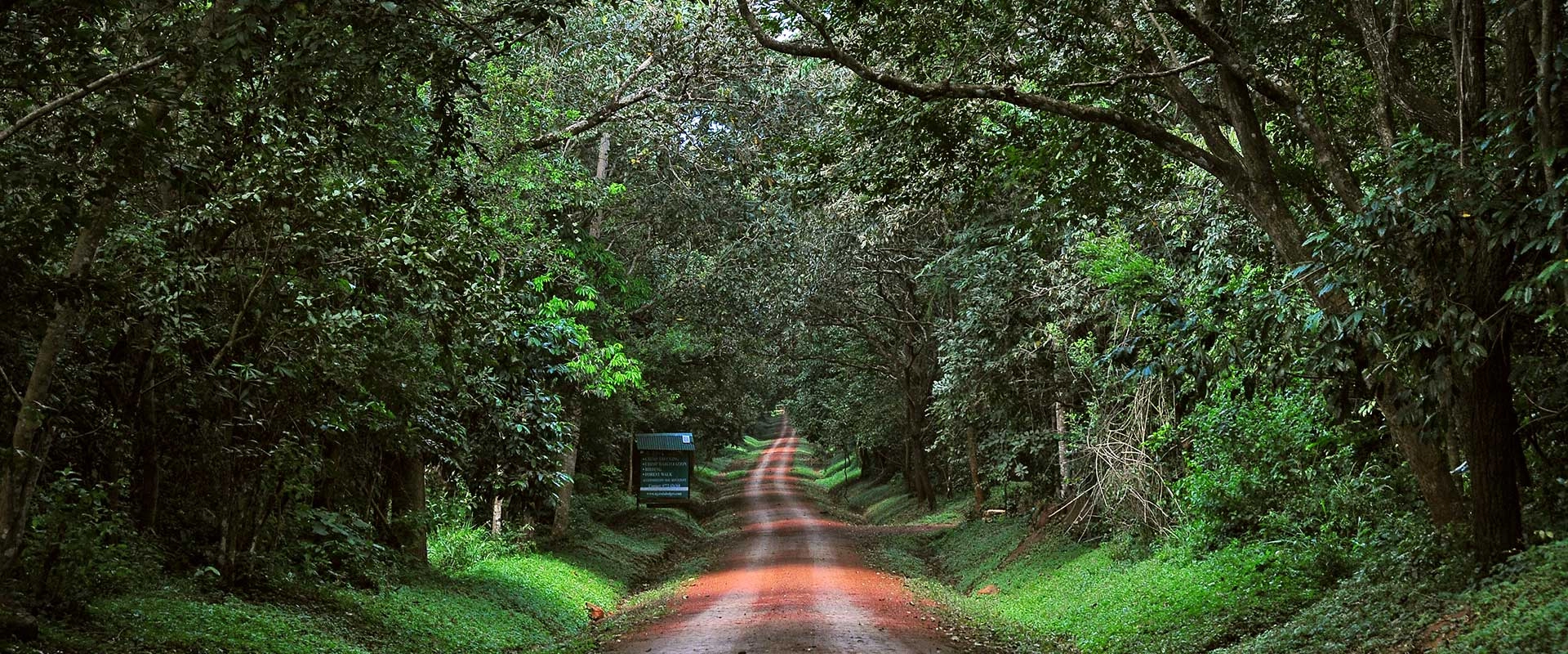 10 Best African Forests & Woodlands to Visit on Safari