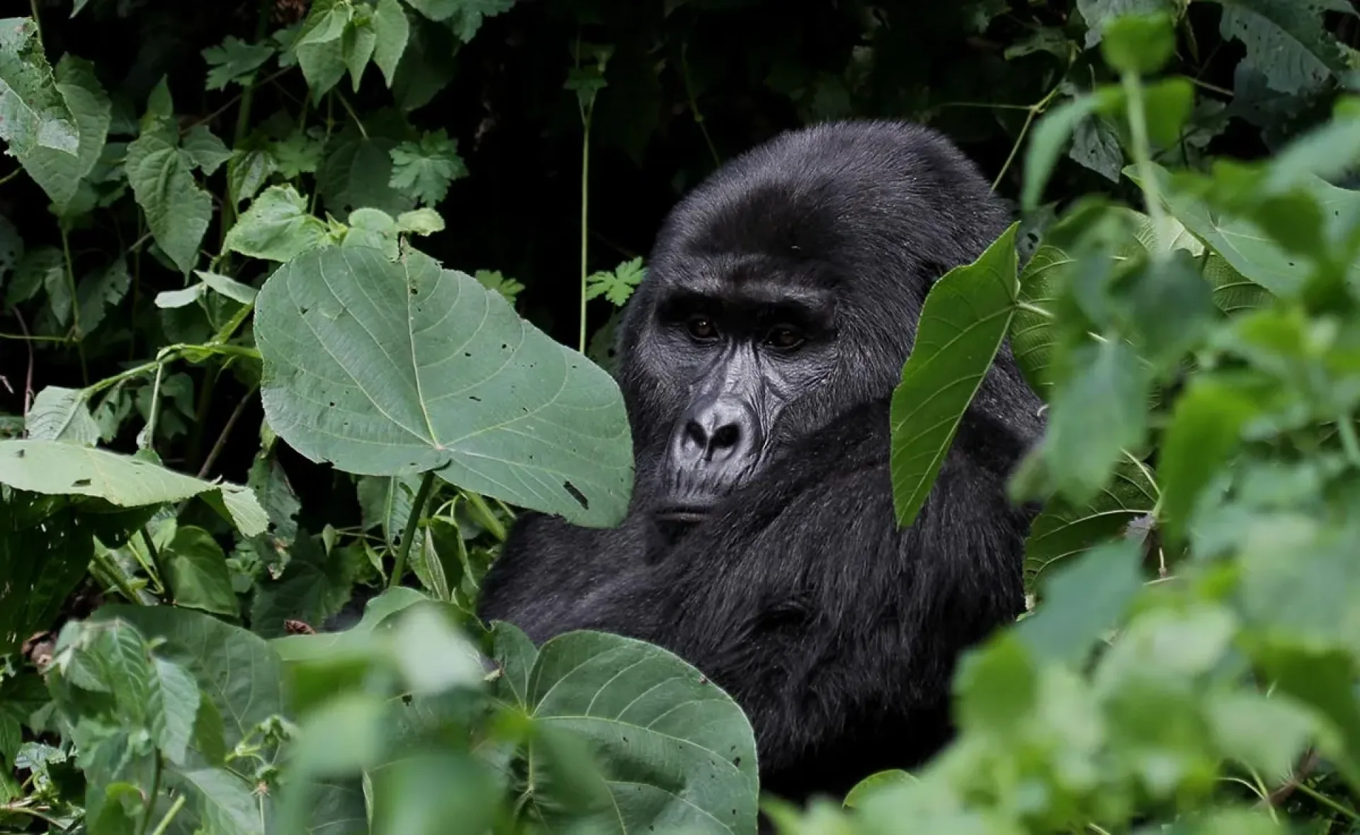 10 Tage Uganda Gorilla Safari