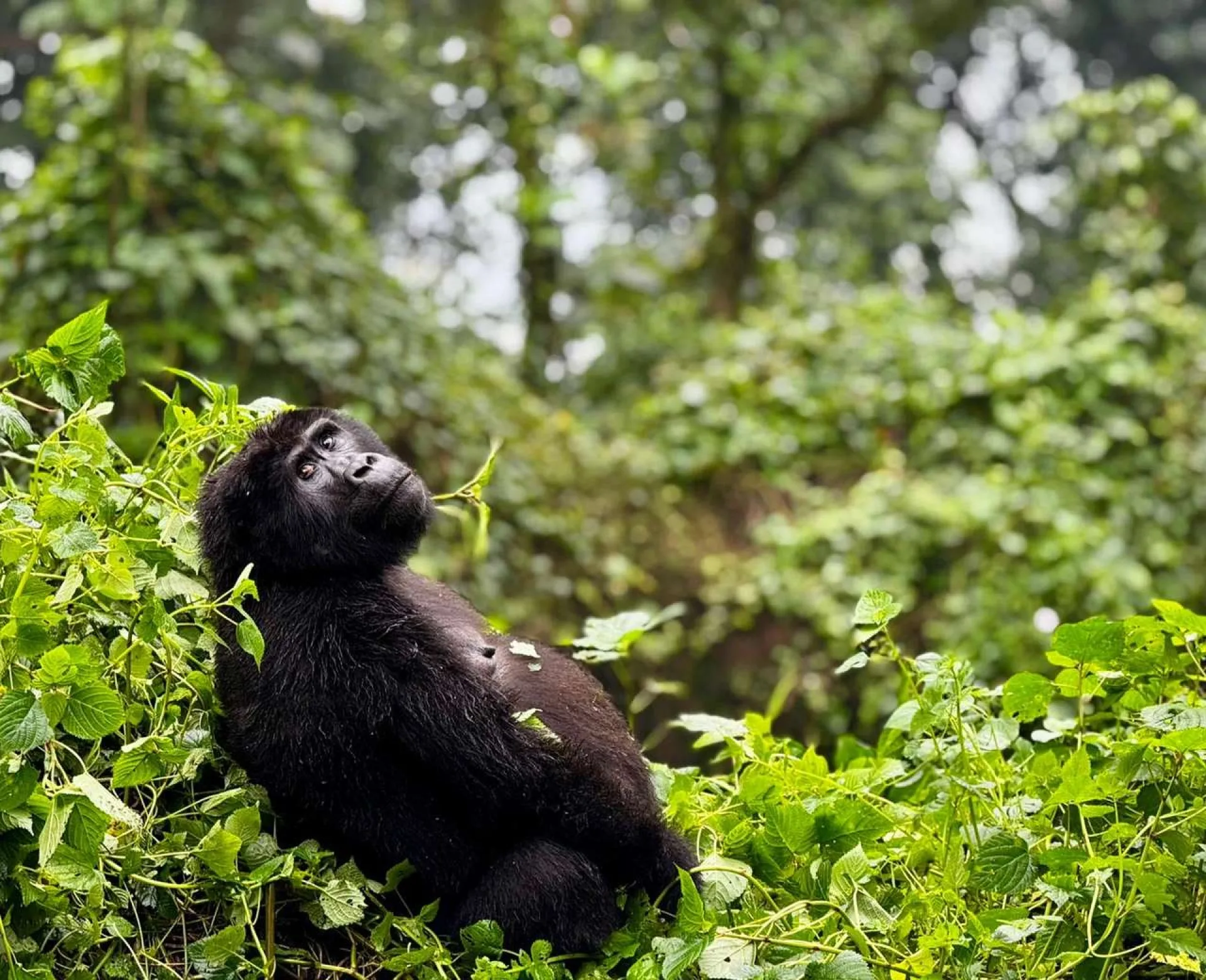 2 Tage Gorilla Trekking ab Kigali