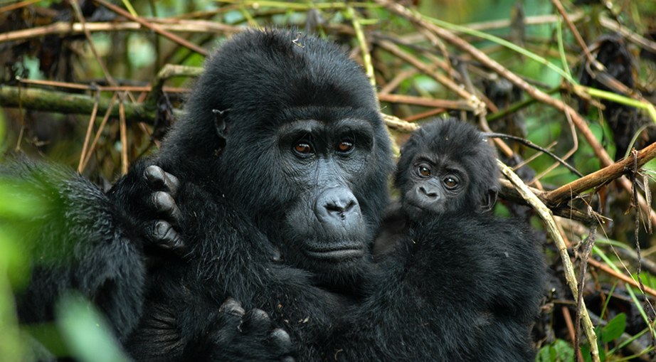3 Days Uganda Gorilla Trek from Kigali